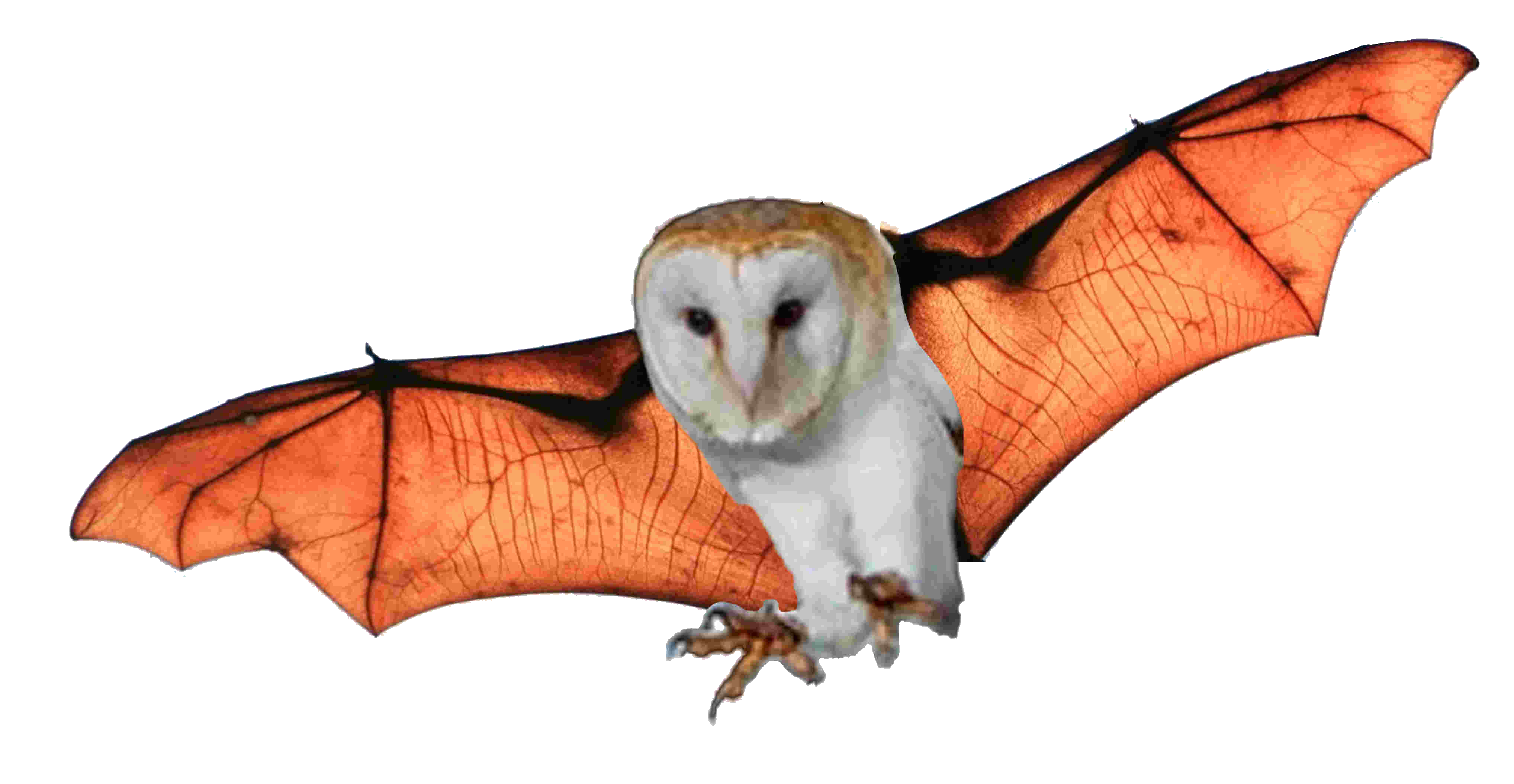 TFTEOE icon